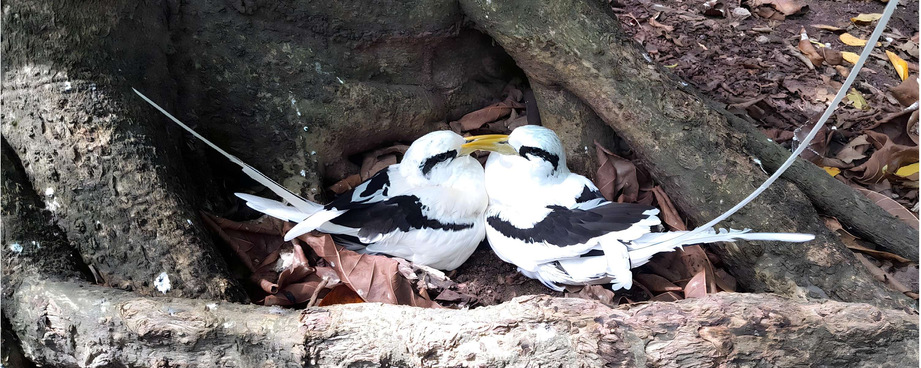 Birding Seychelles